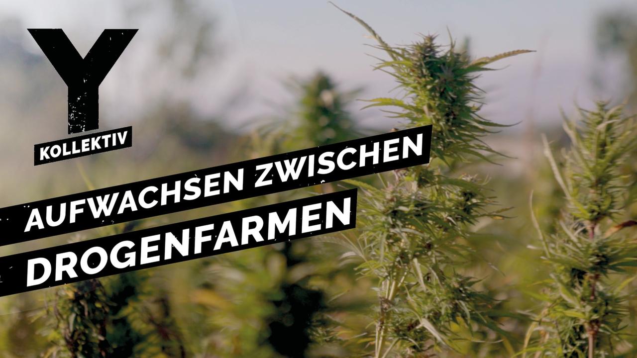 Zwischen illegalen Drogenfarmen und Armut: Leben im Krisenland Libanon - Y-Kollektiv