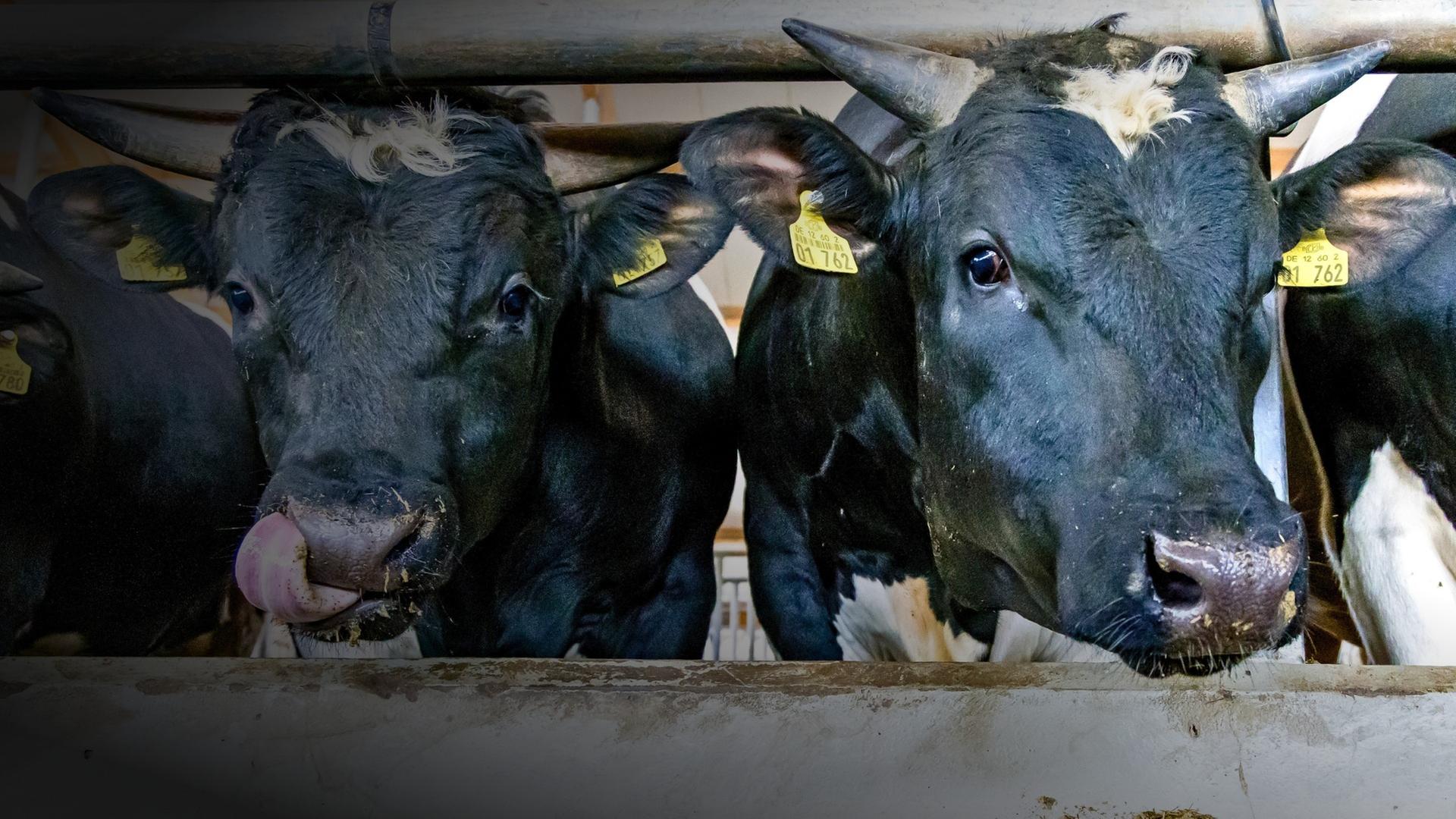 2002 - Tierschutz ins Grundgesetz