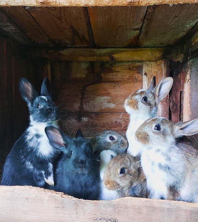 2002 - Tierschutz ins Grundgesetz