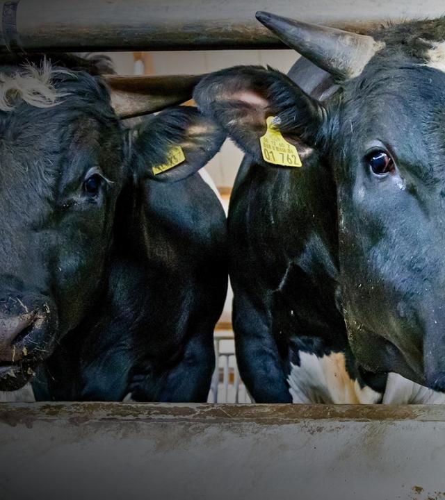 2002 - Tierschutz ins Grundgesetz