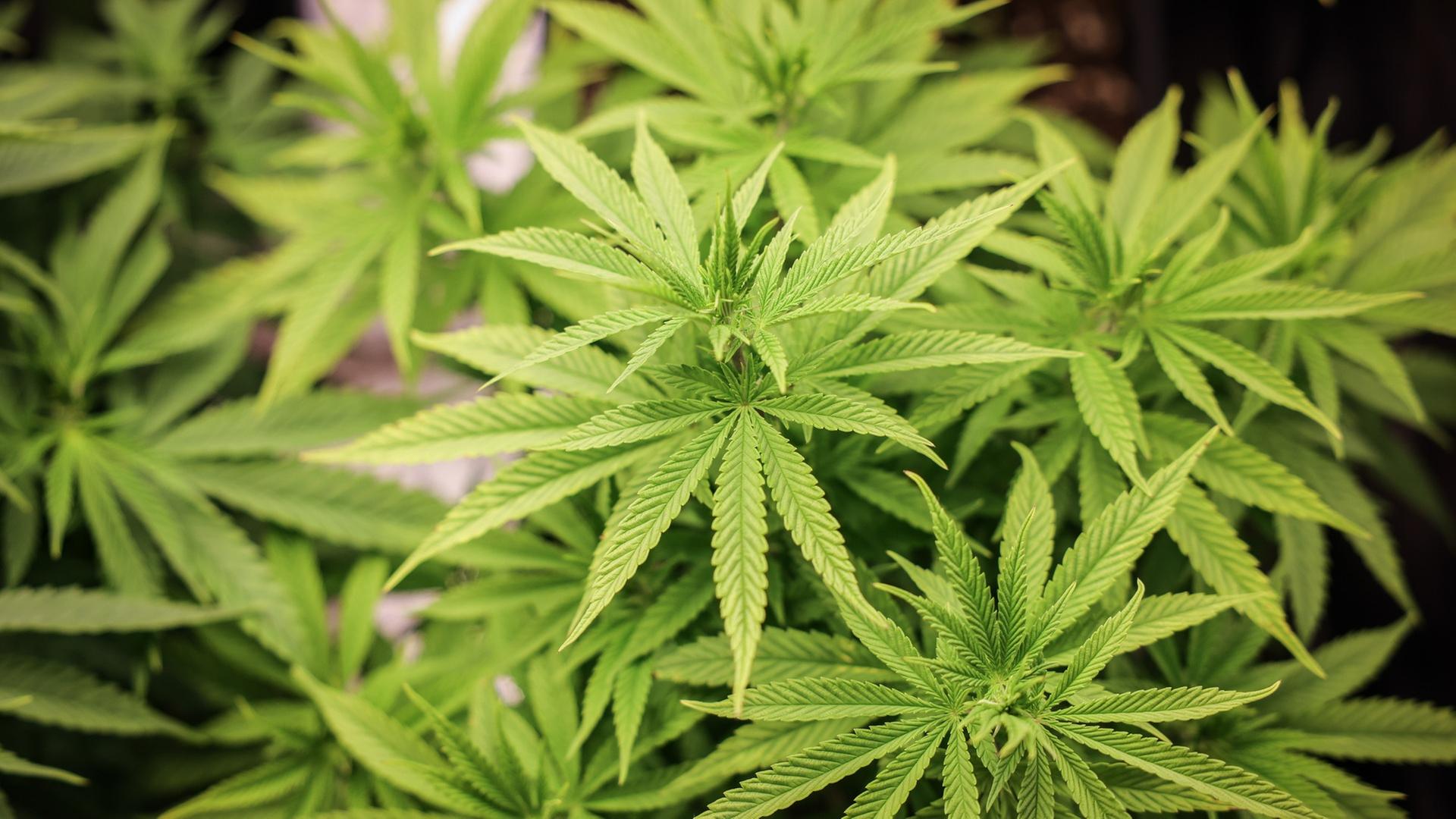 Bundesrat zur Legalisierung von Cannabis