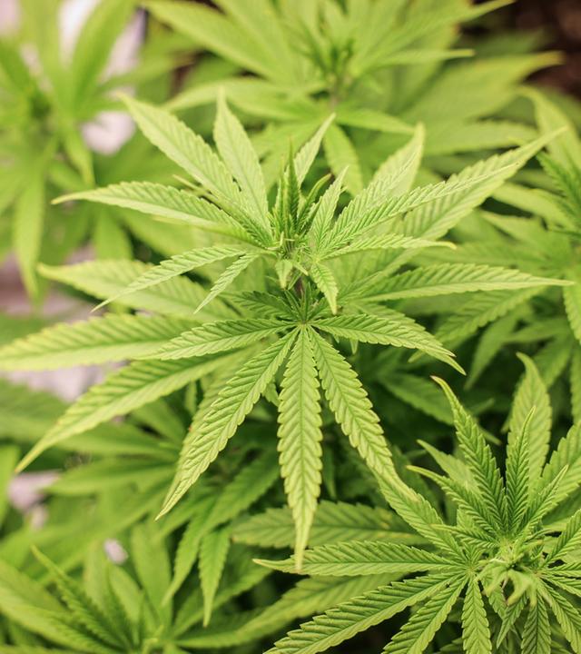 Bundesrat zur Legalisierung von Cannabis