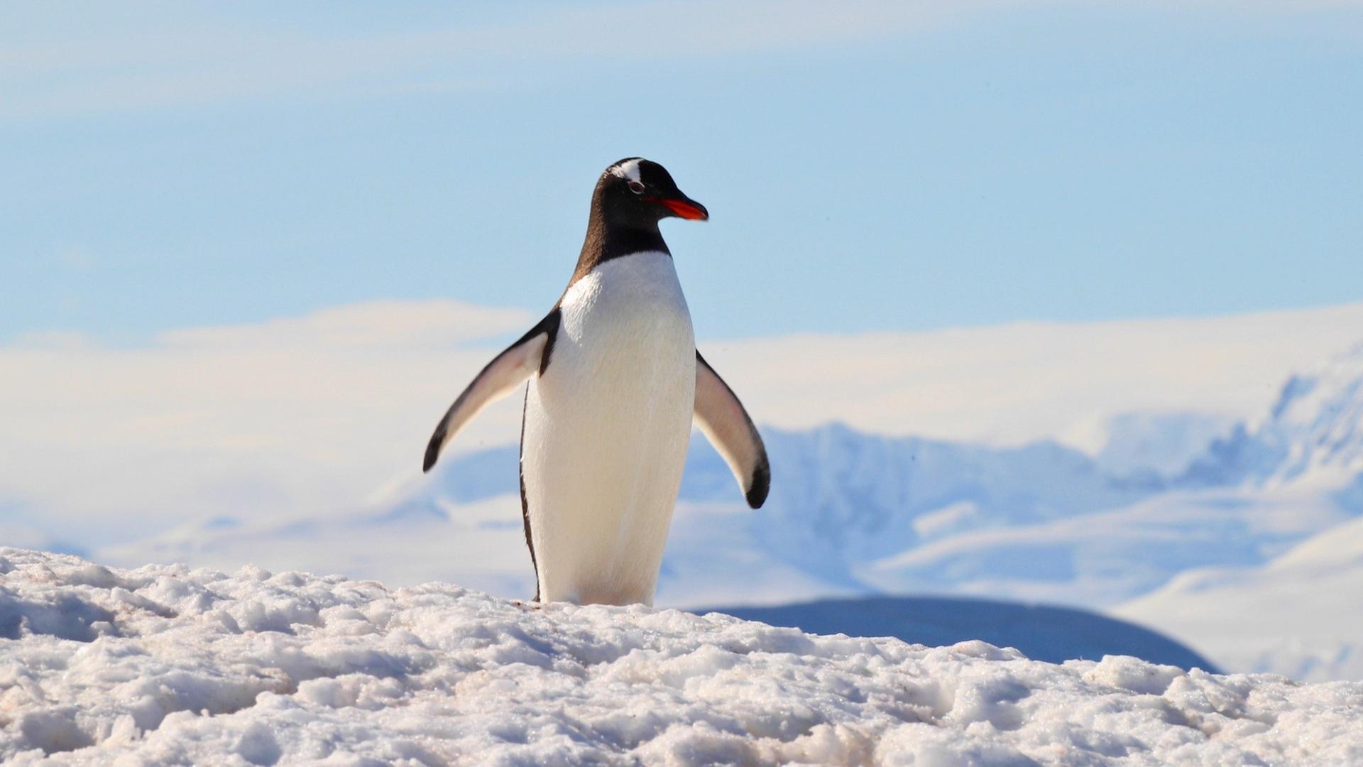 Das Ende des Paradieses - Klimawandel am Polarkreis