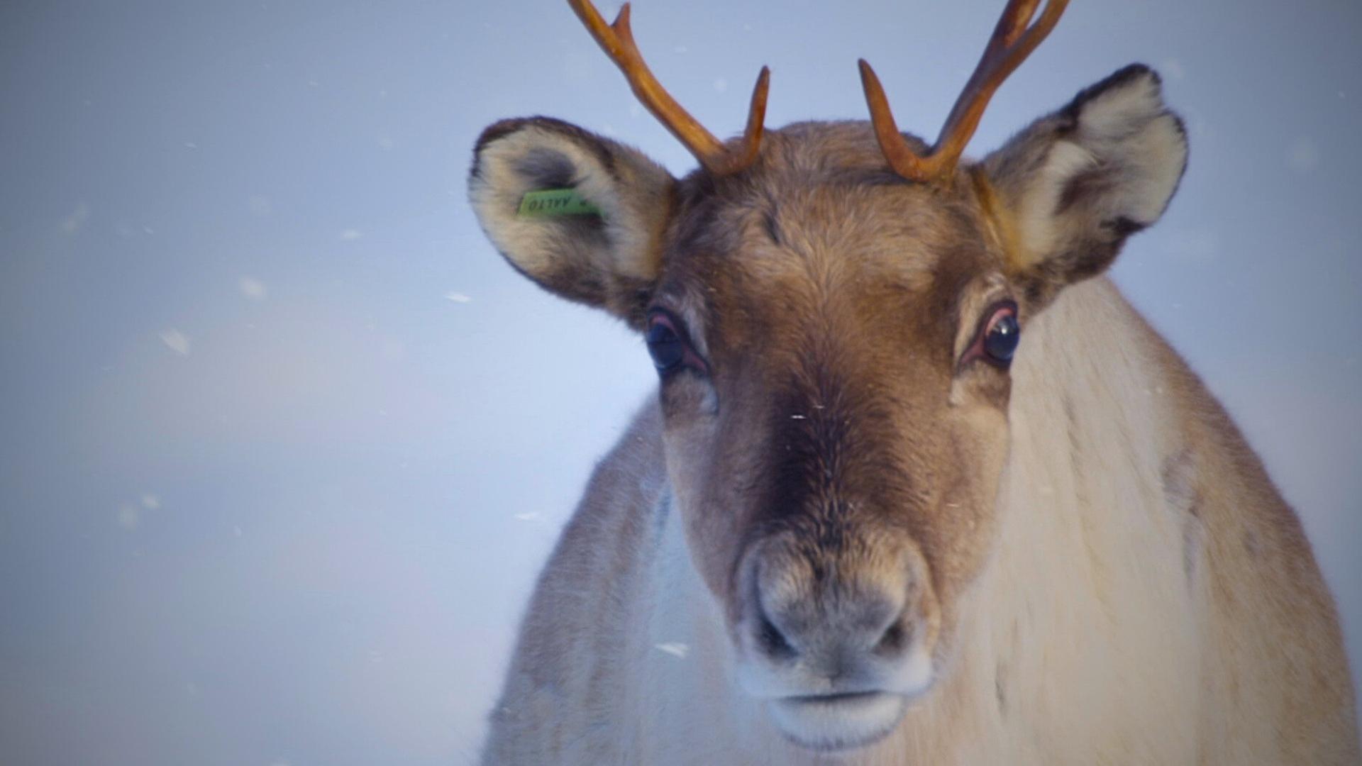 Der Geist des Nordens