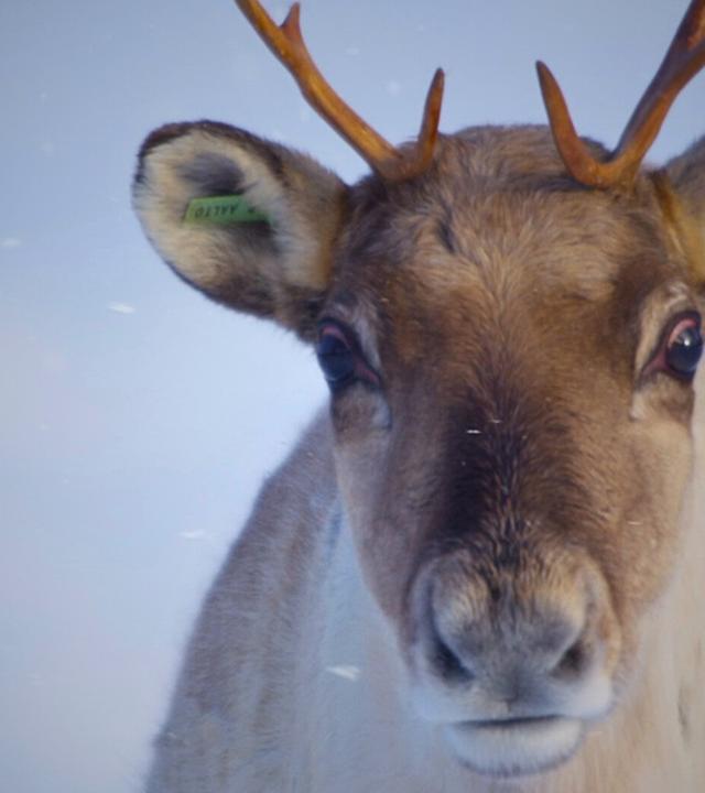 Der Geist des Nordens