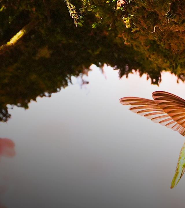 Der Kolibri-Effekt