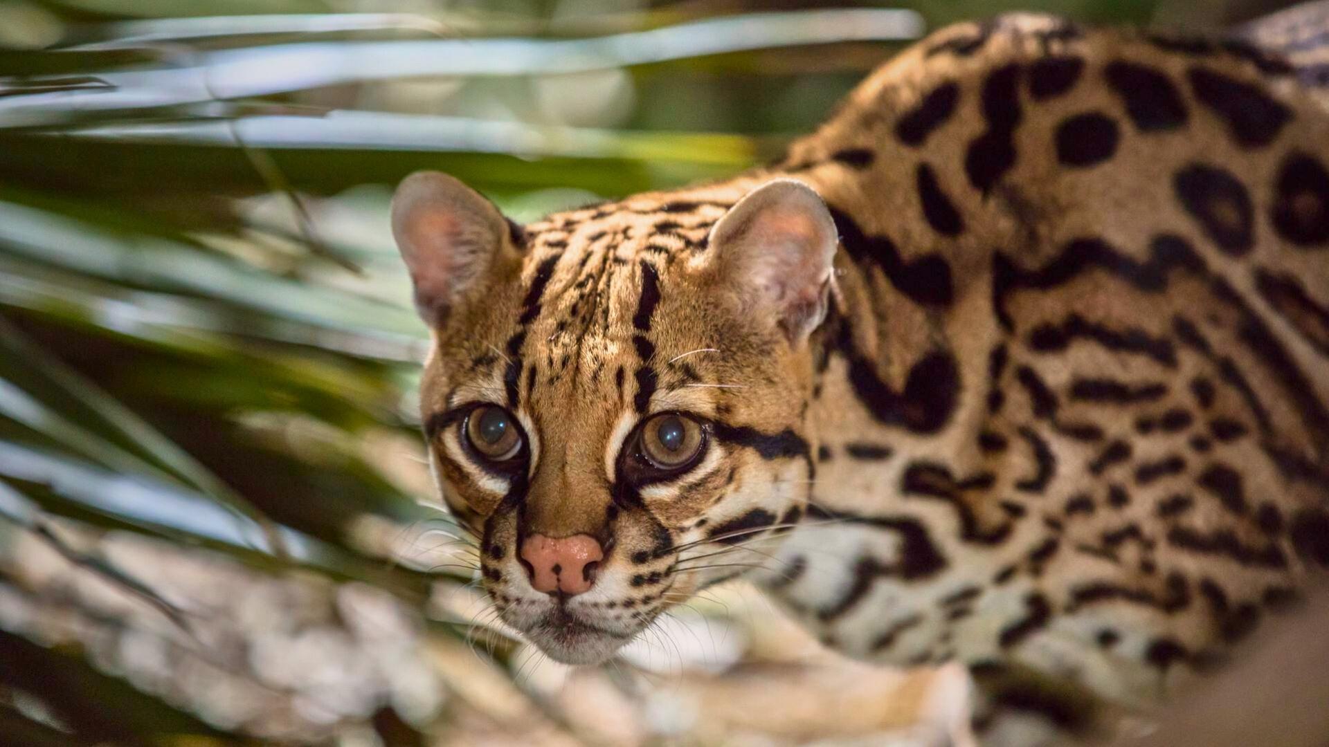 Der Ozelot - Eine Katze in Not