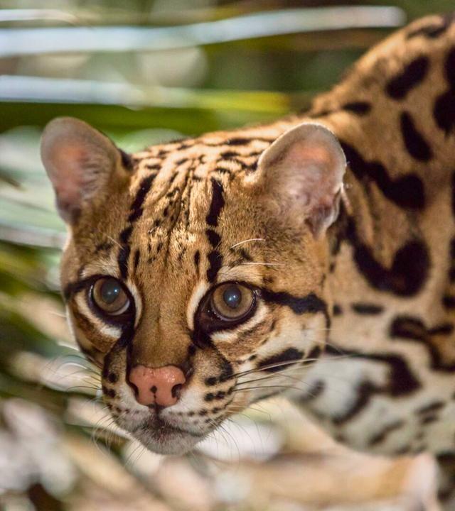 Der Ozelot - Eine Katze in Not