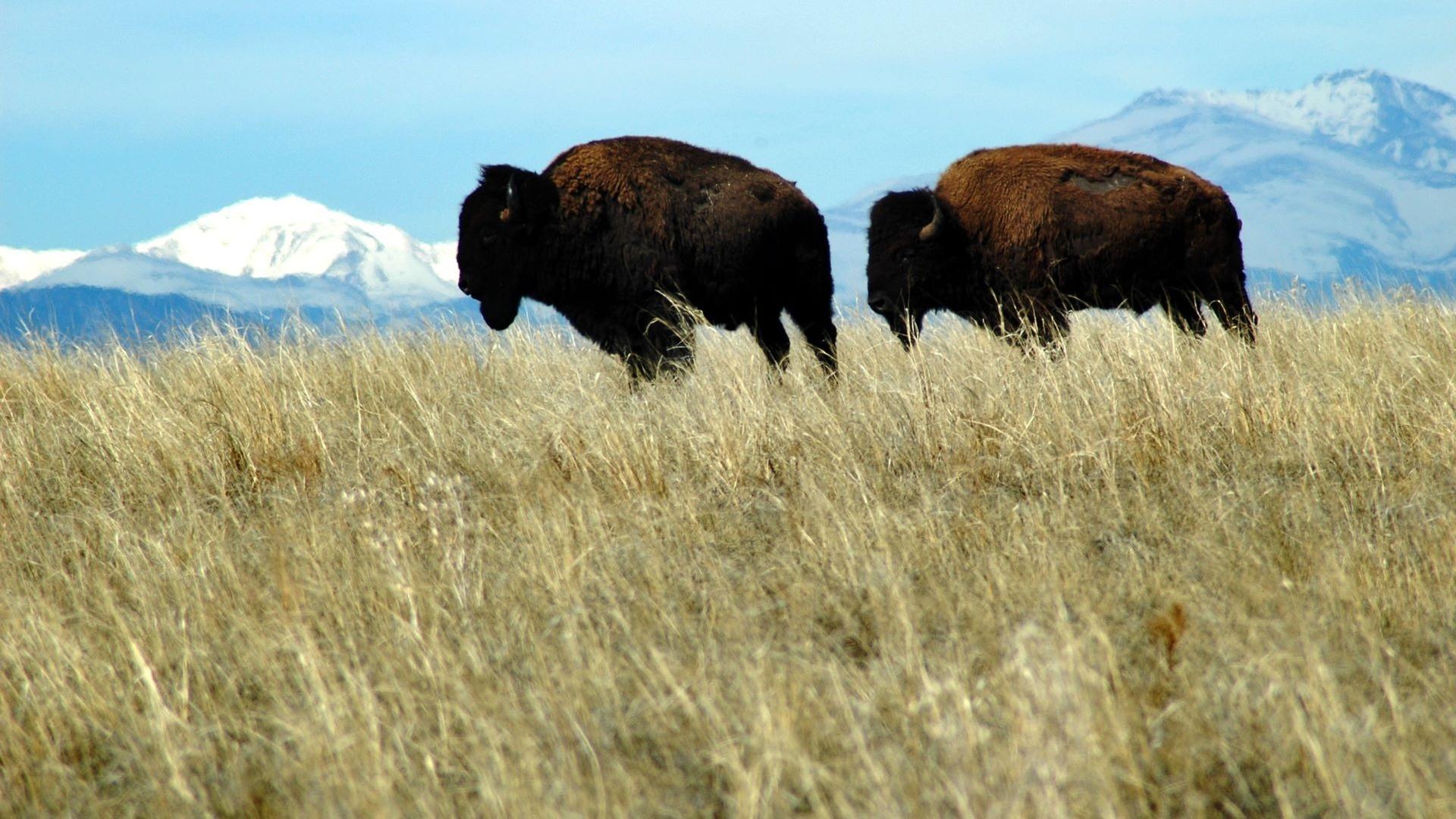 Die Prärie - Rückkehr der Wildnis