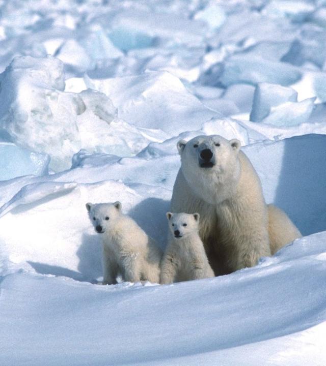 Die Reise der Eisbären - Erste Schritte