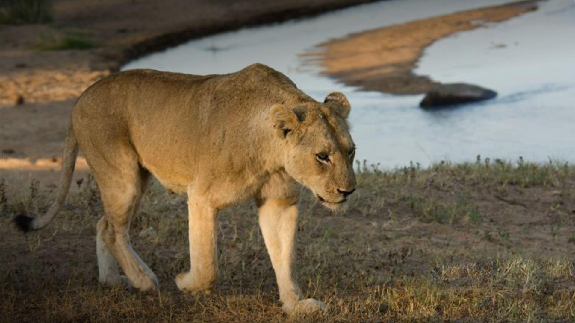Die wilden Flüsse Afrikas - Limpopo