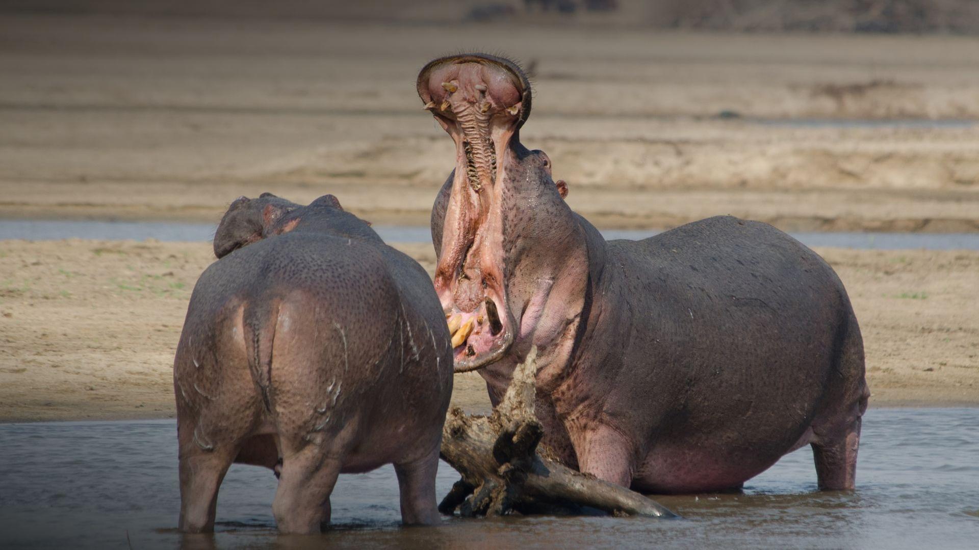 Die wilden Flüsse Afrikas - Luangwa