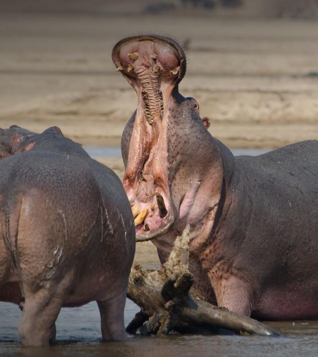 Die wilden Flüsse Afrikas - Luangwa
