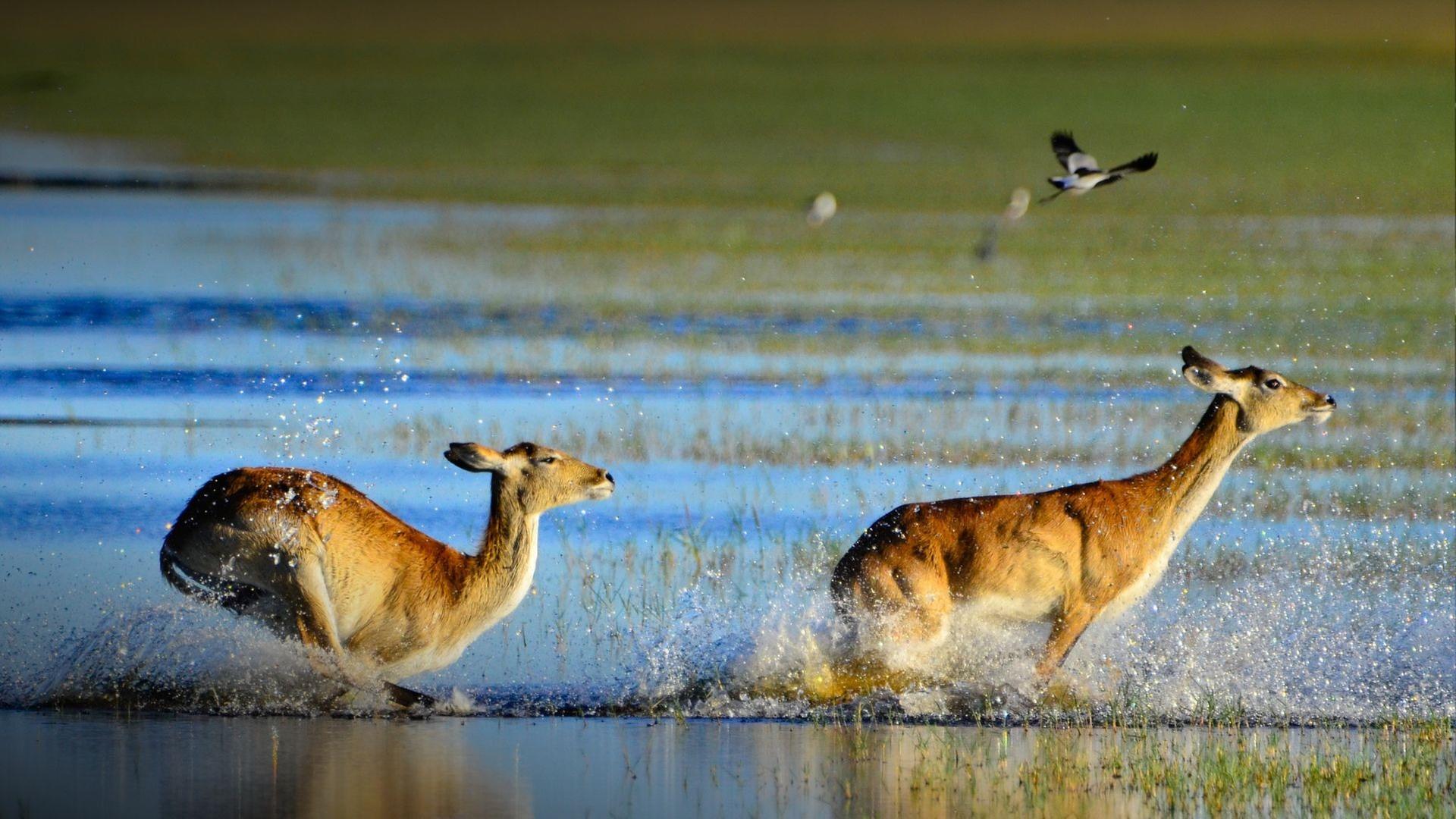 Die wilden Flüsse Afrikas - Okavango