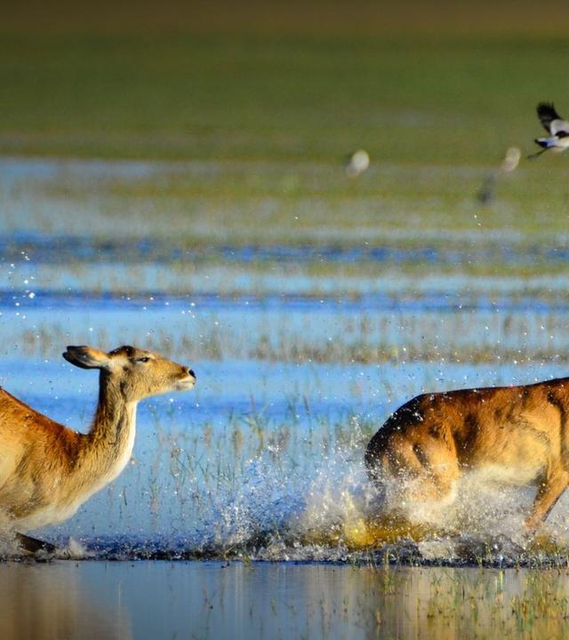 Die wilden Flüsse Afrikas - Okavango