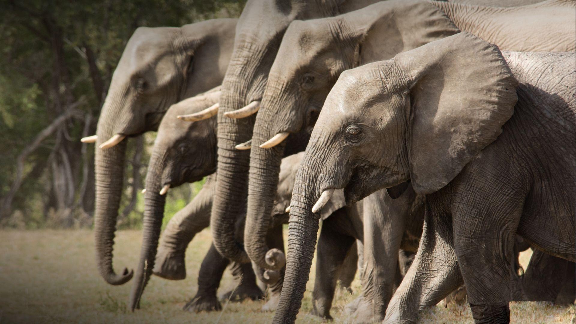 Die wilden Flüsse Afrikas - Sand River