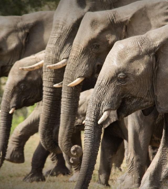 Die wilden Flüsse Afrikas - Sand River