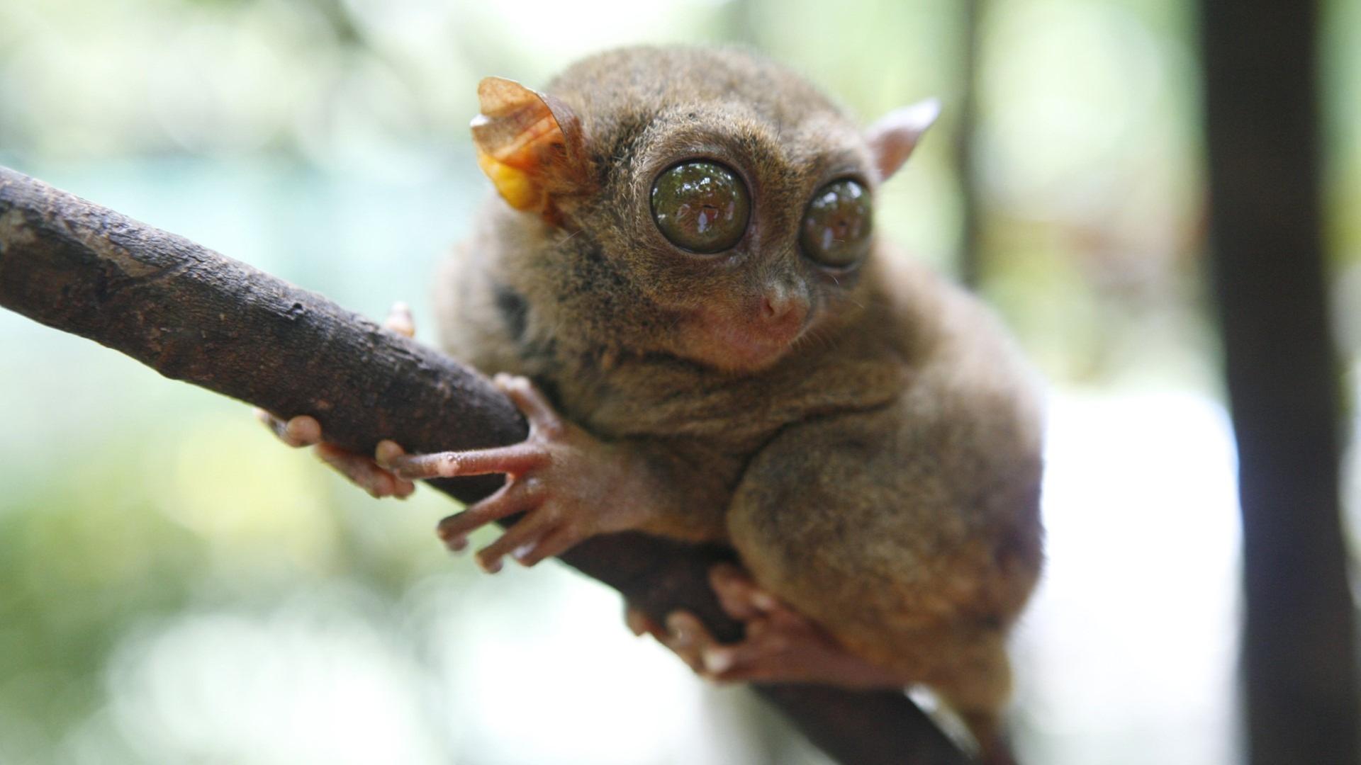 Die wilden Philippinen