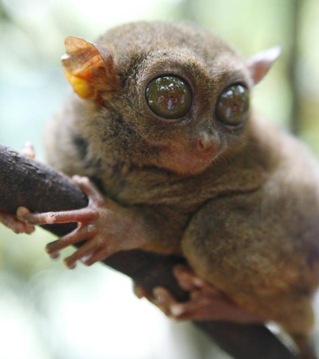 Die wilden Philippinen