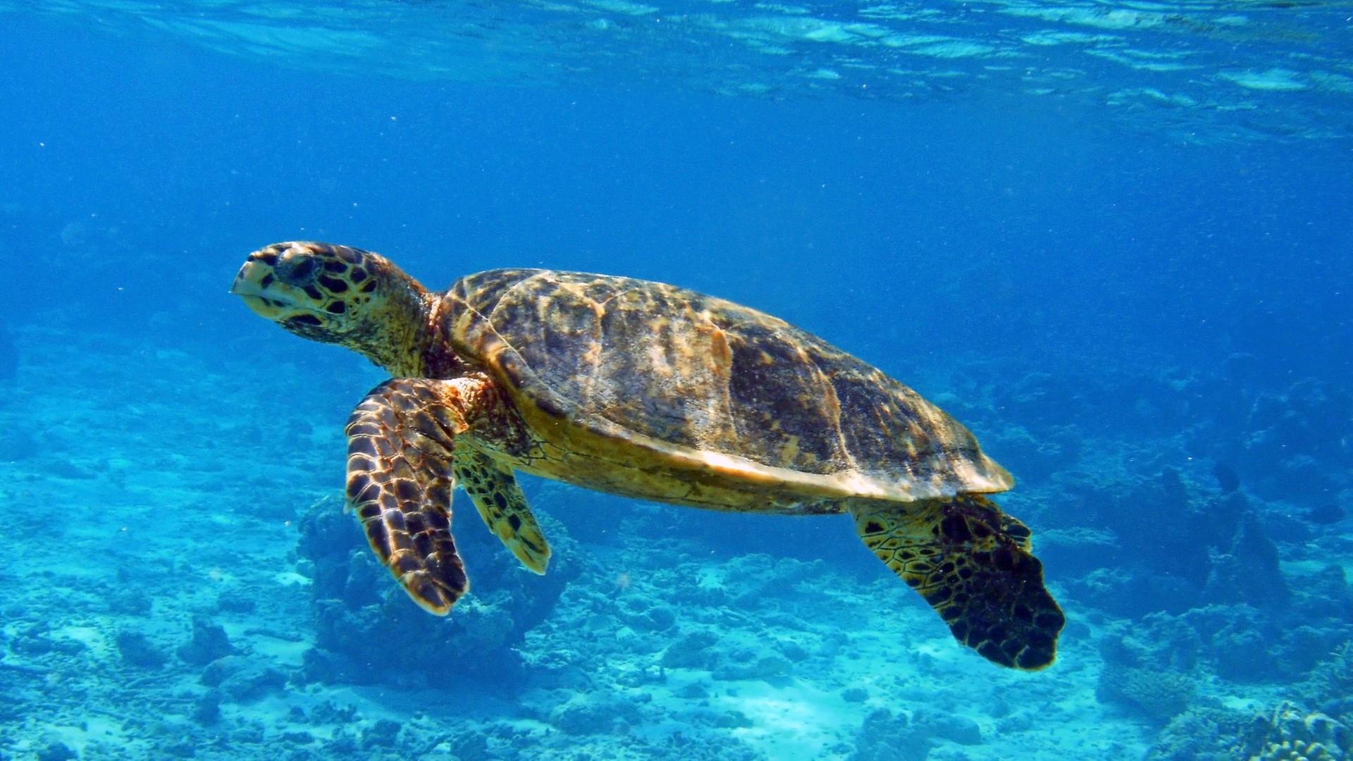 Die wilden Philippinen