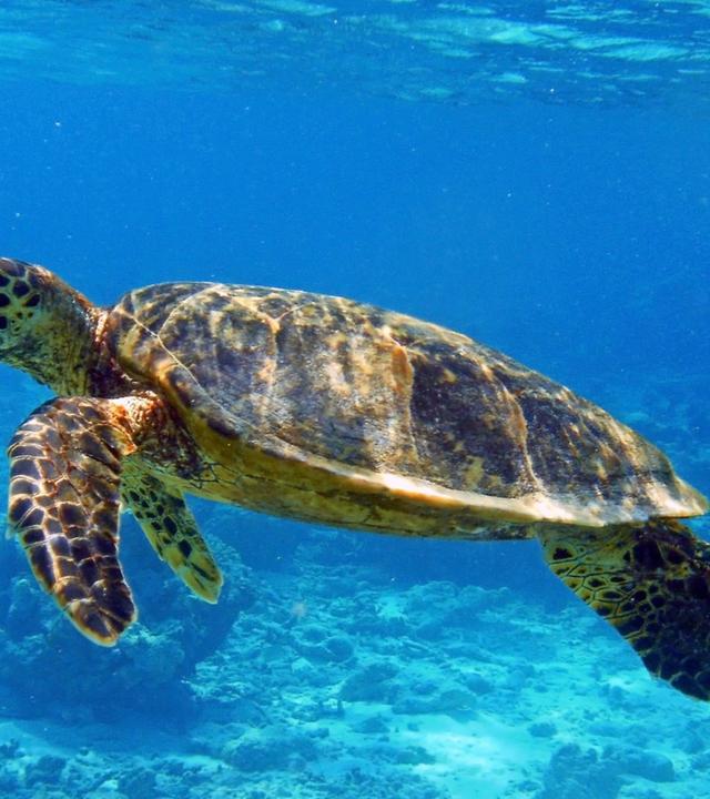 Die wilden Philippinen