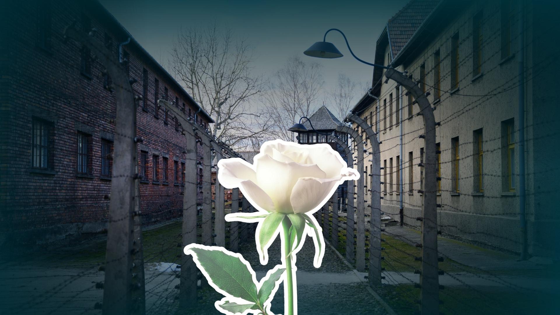 Erinnerungskultur in der Kritik