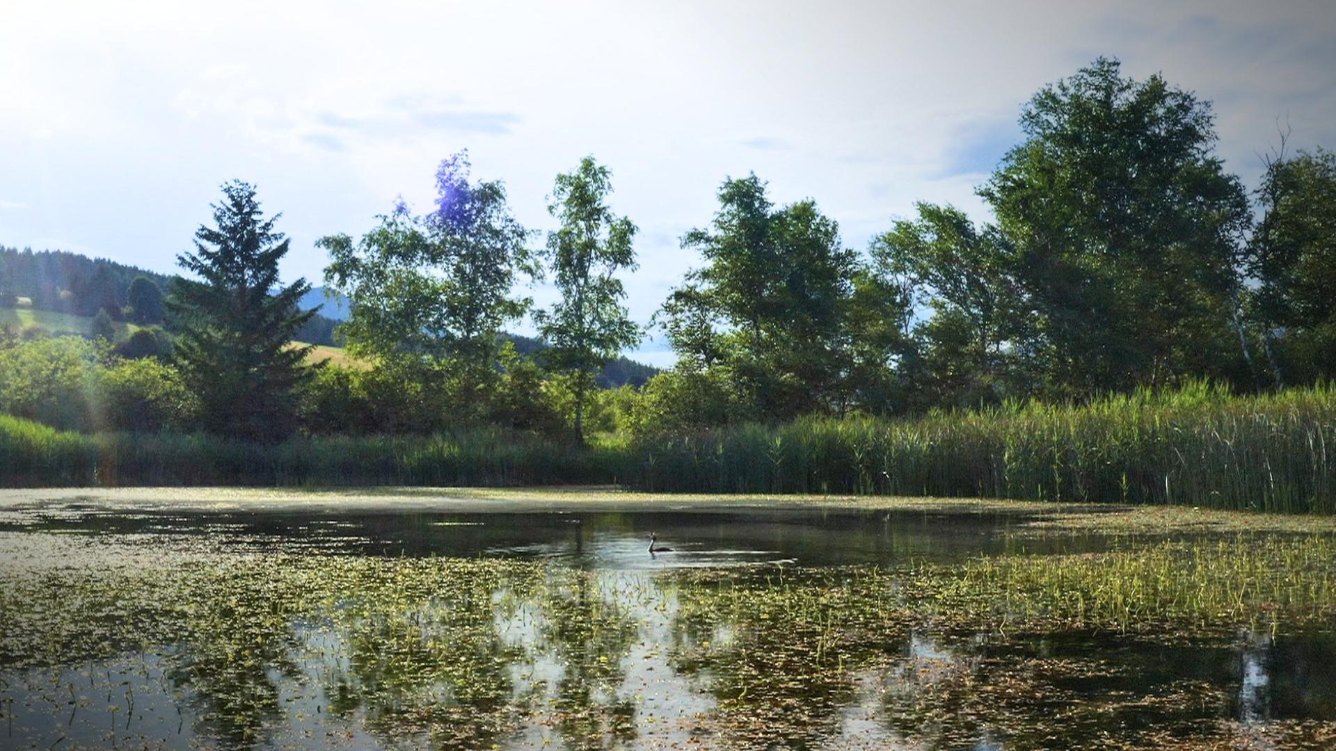 Geheimnisvolle Moorlandschaften