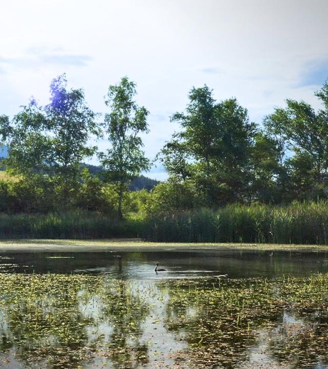 Geheimnisvolle Moorlandschaften