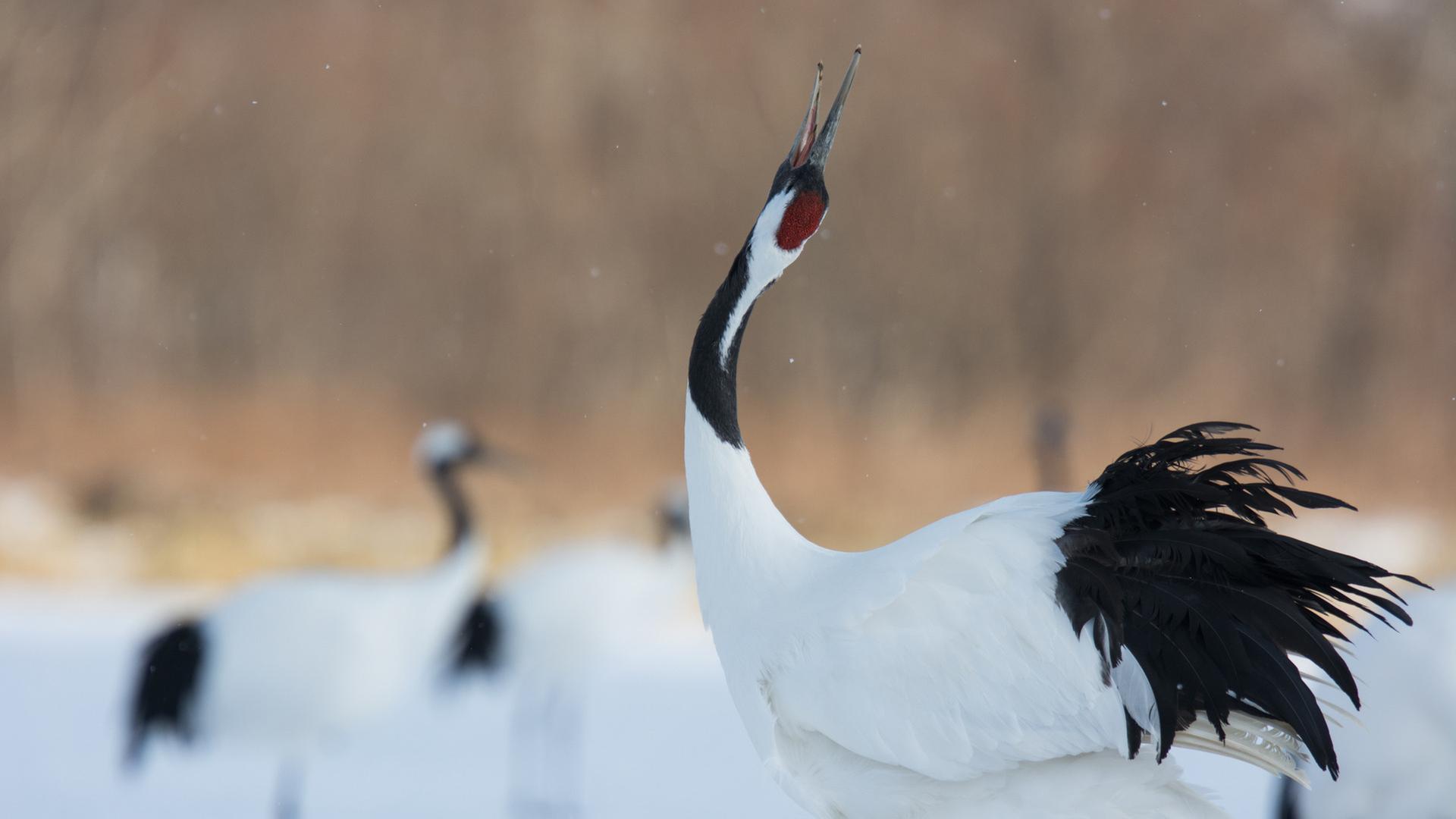 Hokkaido · Wildes Japan