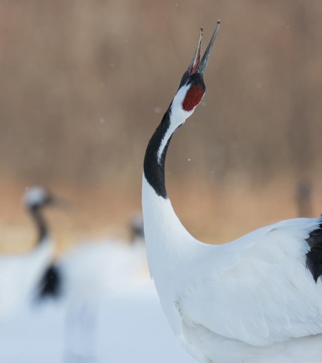 Hokkaido · Wildes Japan