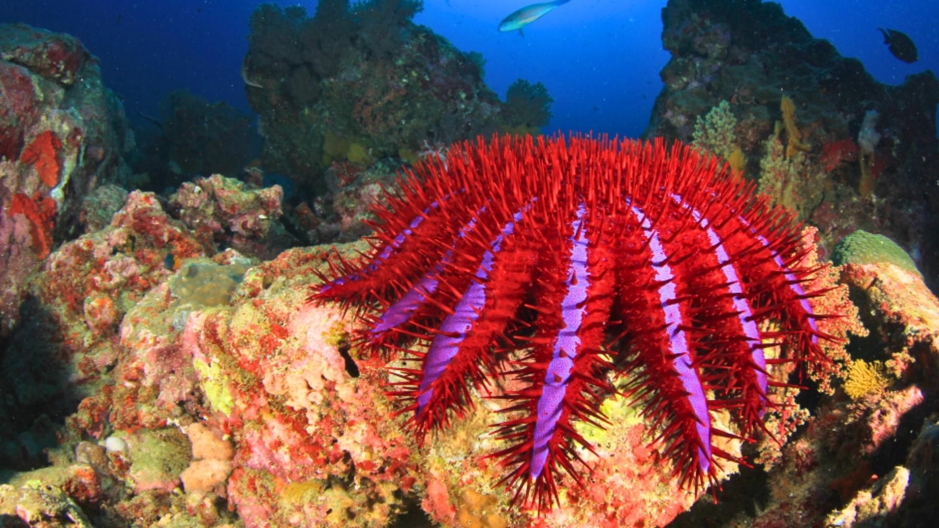 Hüter der Natur (1/3) - Australien