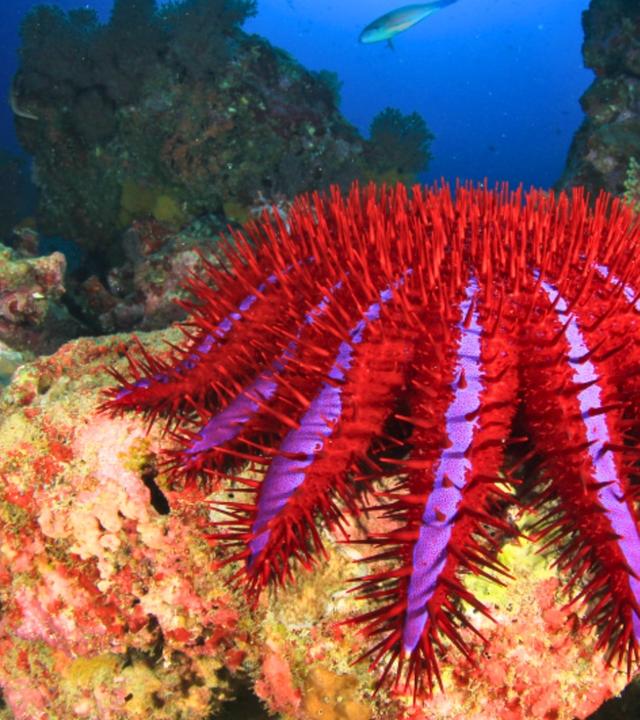 Hüter der Natur (1/3) - Australien