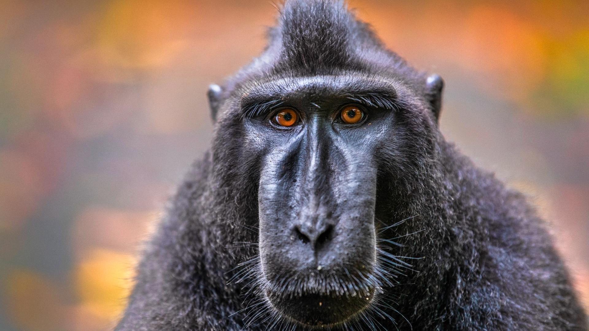 Hüter der Natur (2/3) - Indonesien