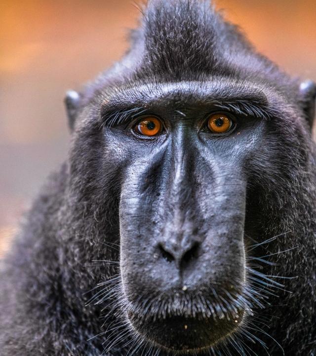 Hüter der Natur (2/3) - Indonesien