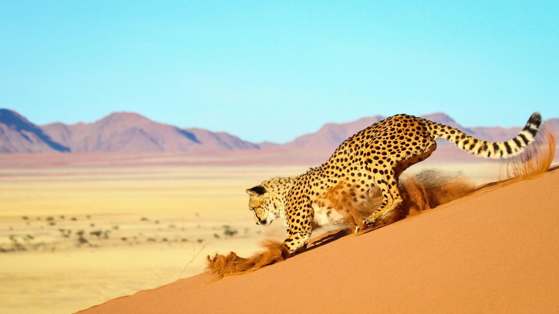 Hüter der Natur (3/3) - Afrika