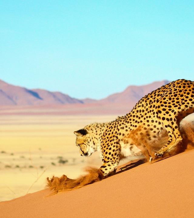 Hüter der Natur (3/3) - Afrika