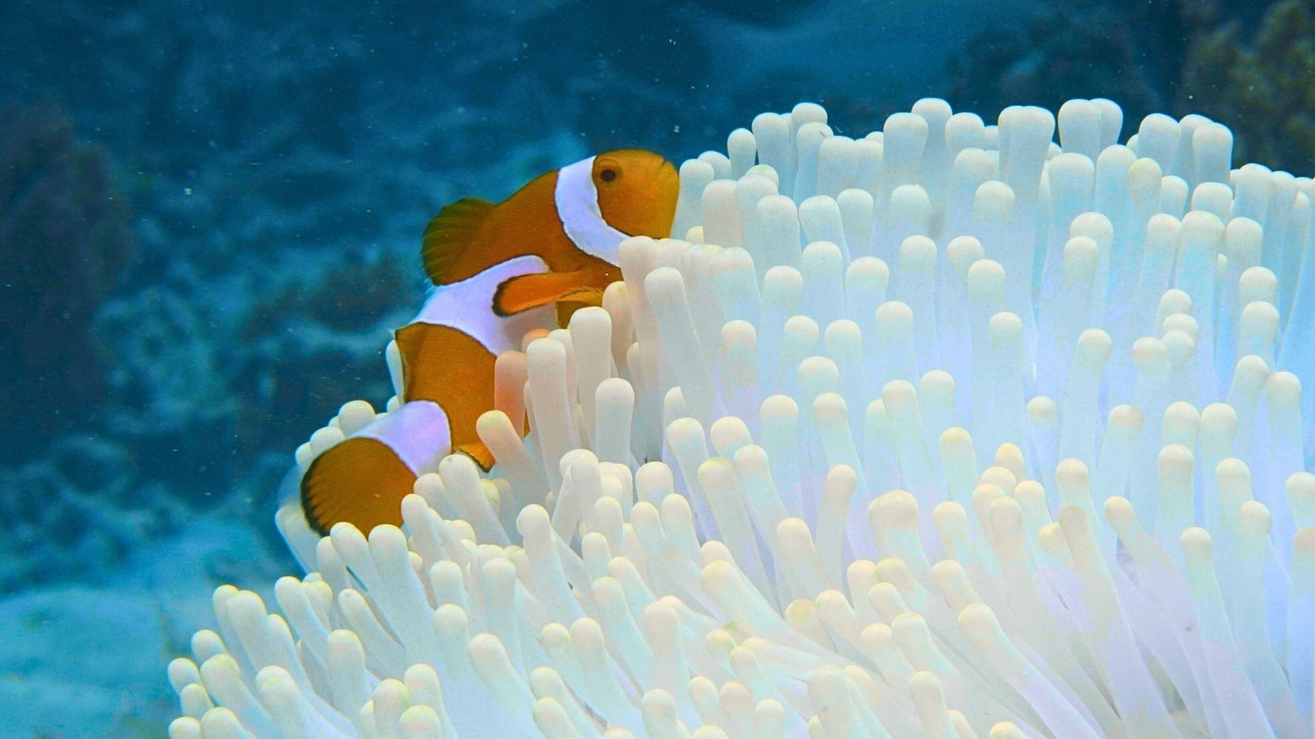 Into the Blue - Im Archipel Raja Ampat