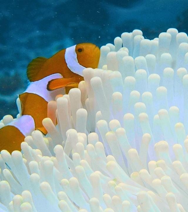 Into the Blue - Im Archipel Raja Ampat