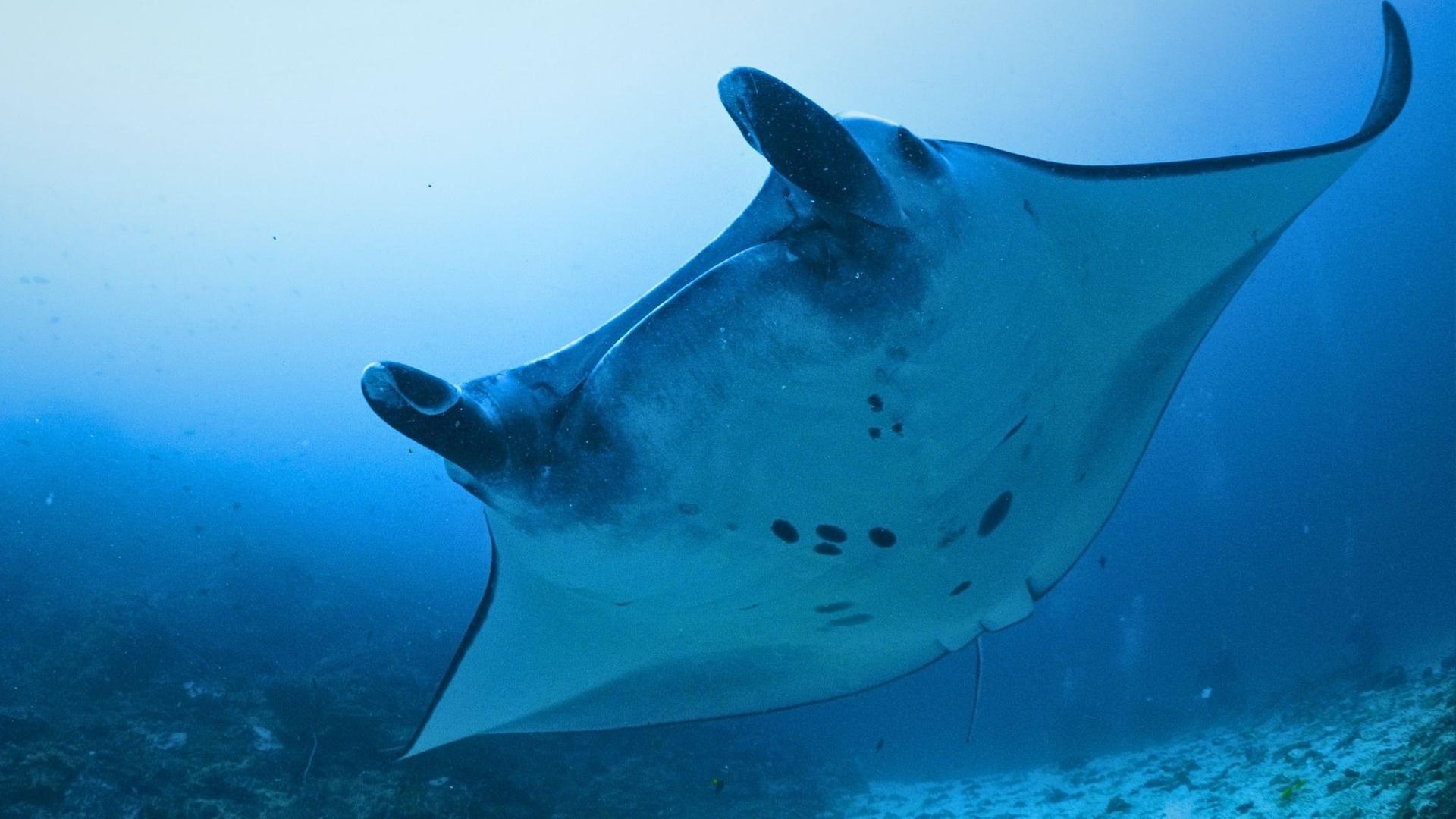 Into the Blue - Im Nationalpark Komodo