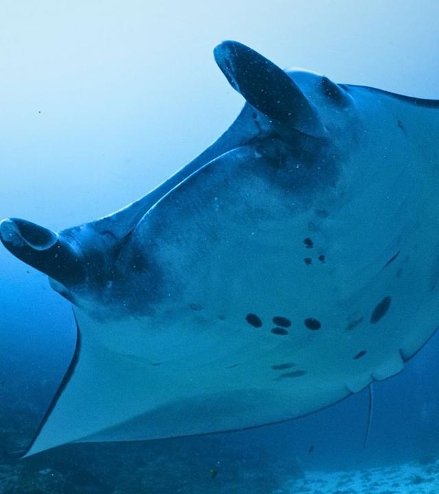 Into the Blue - Im Nationalpark Komodo