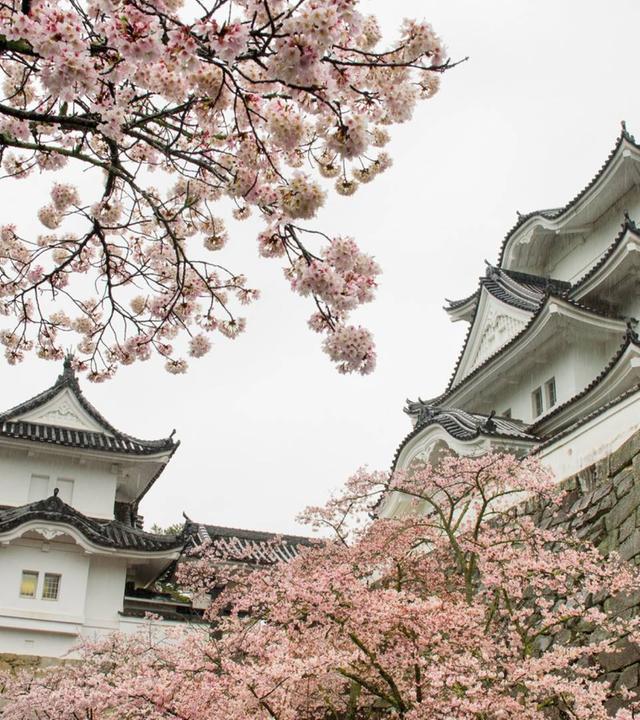 Japan im Licht der Jahreszeiten · Frühling und Sommer