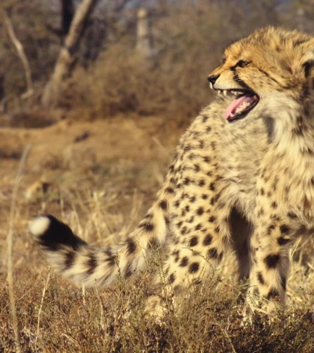 Kampf ums Überleben