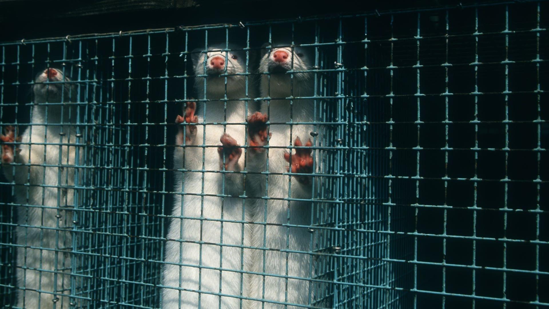 Luxusmode - Leiden für Edles