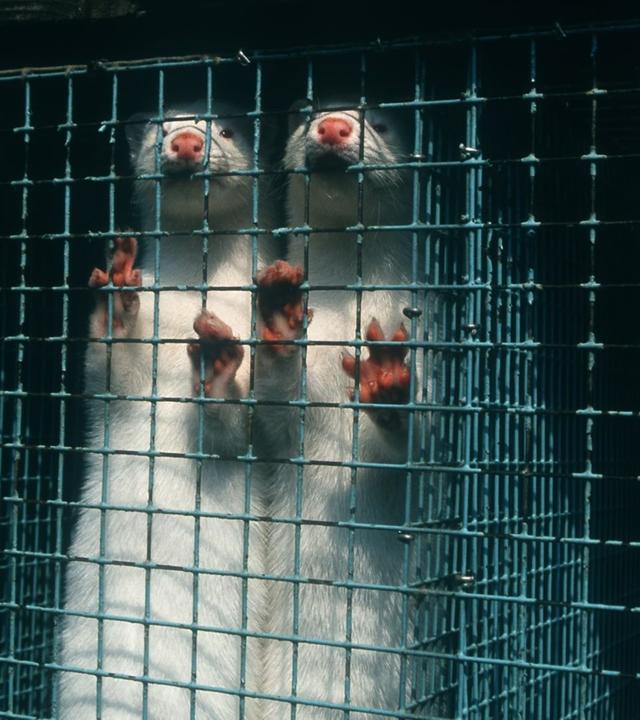 Luxusmode - Leiden für Edles