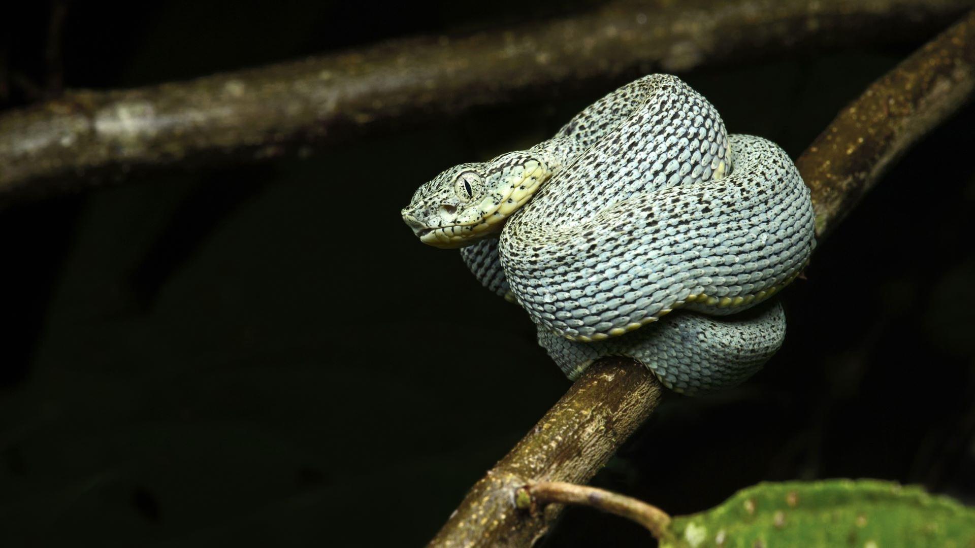 Naturparadiese am Äquator - Amazonas