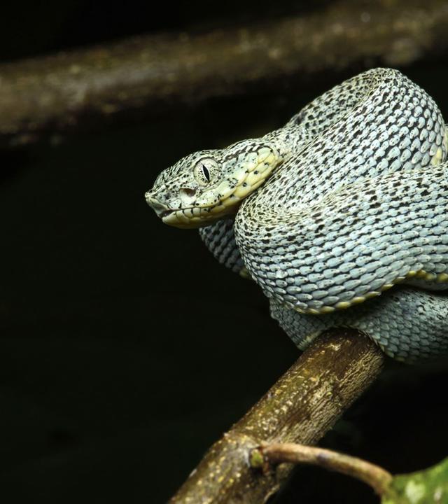 Naturparadiese am Äquator - Amazonas
