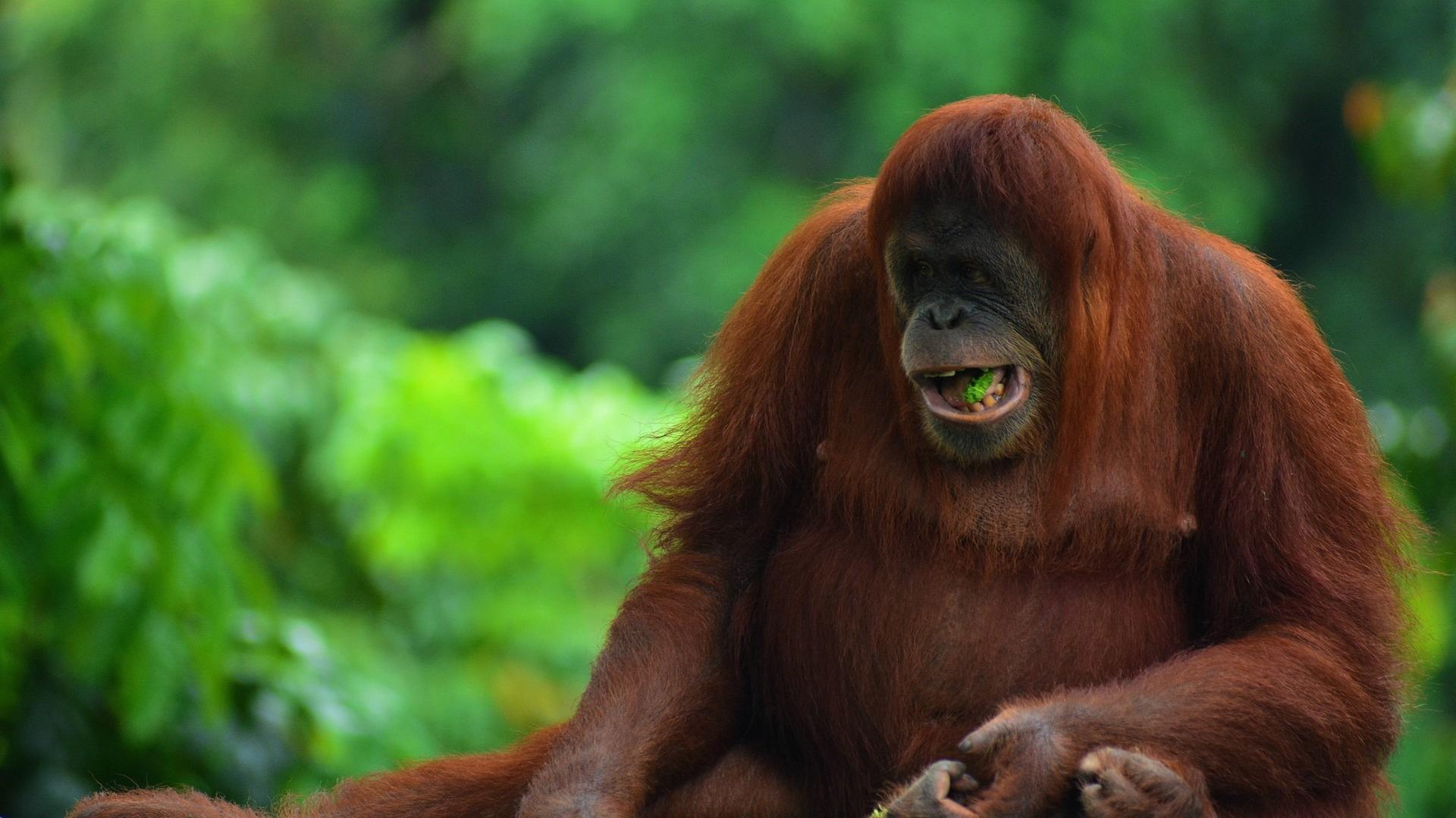 Naturparadiese am Äquator: Borneo und Sumatra