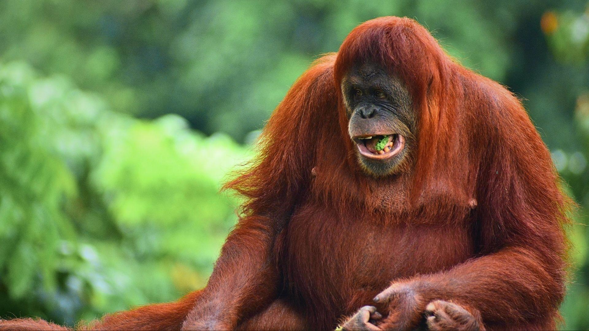Naturparadiese am Äquator: Borneo und Sumatra