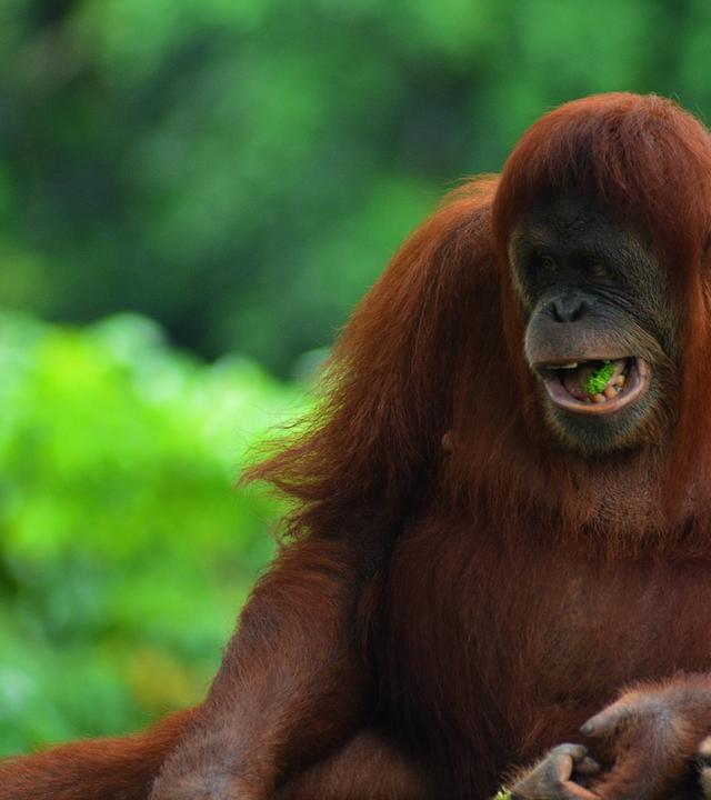 Naturparadiese am Äquator: Borneo und Sumatra