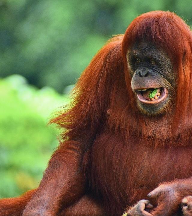 Naturparadiese am Äquator: Borneo und Sumatra